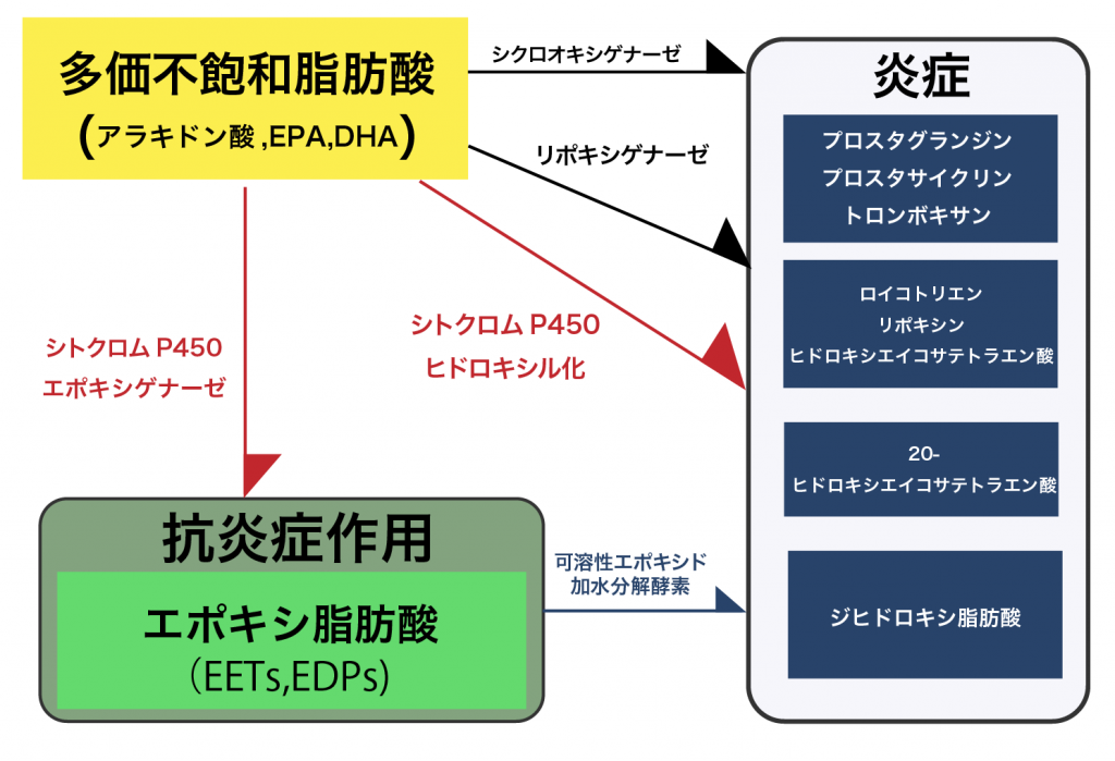 多価不飽和脂肪酸の代謝