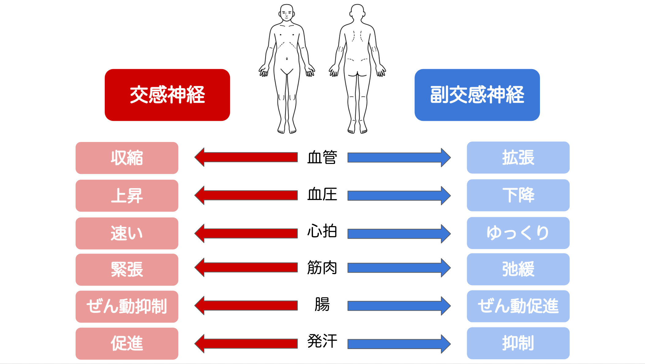 自律神経の乱れからくる症状～頚こり編～ – 神門鍼灸整骨院 甲子園院